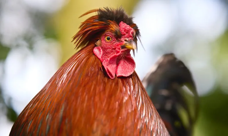 Mezi dědictvím a vírou: Jak jsem hledal klid v bouři rodinných sporů