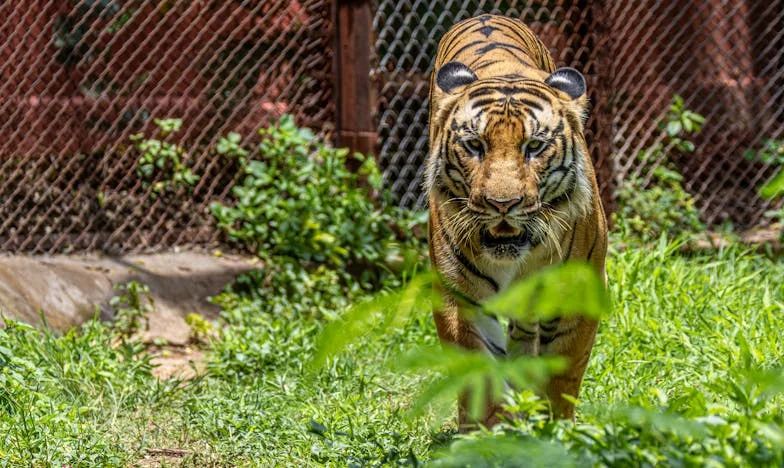 Mezi dvěma světy: Když se manžel stane cizincem ve vlastním domě