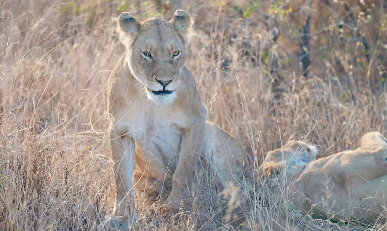 Mezi krví a hrdostí: Mé místo v rodině
