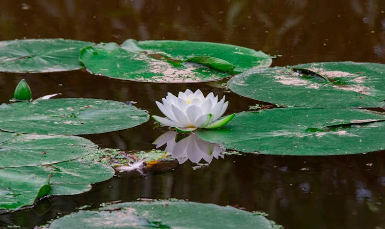 Nečekaná cesta otce: Martinův osudový den na porodním sále
