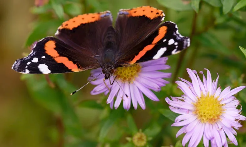 Neženi se, Ivano! – Útěk nevěsty před tyranskou rodinou ženicha
