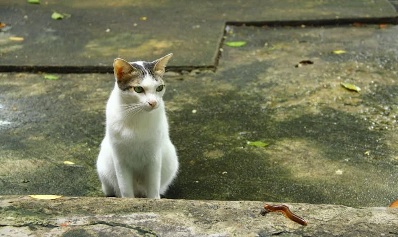 Ozvěny nevyslovených varování: Příběh Marie a její rodiny