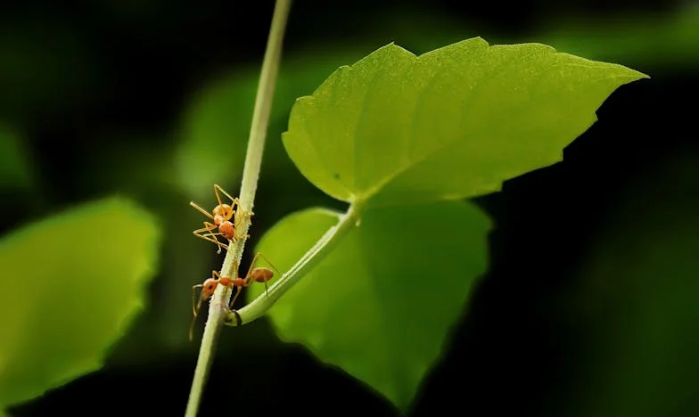Rodina, kterou jsem nikdy neměla – příběh Veroniky