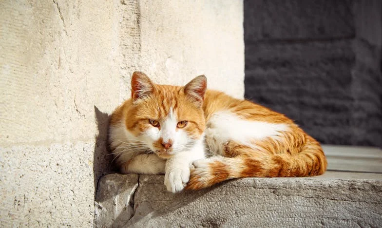 Síla odpouštění: Příběh Kláry, která zůstala sama v nejtěžší chvíli