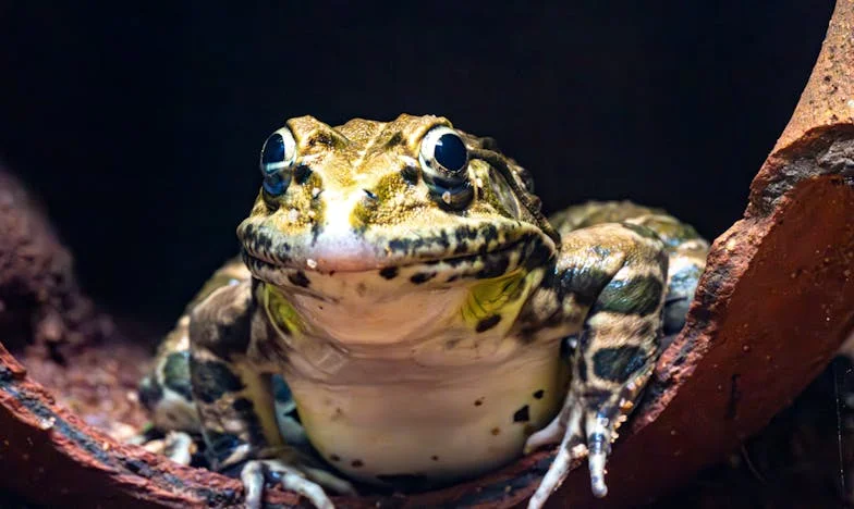Vnukův stín viny: Příběh jedné babičky a rodinného nedorozumění