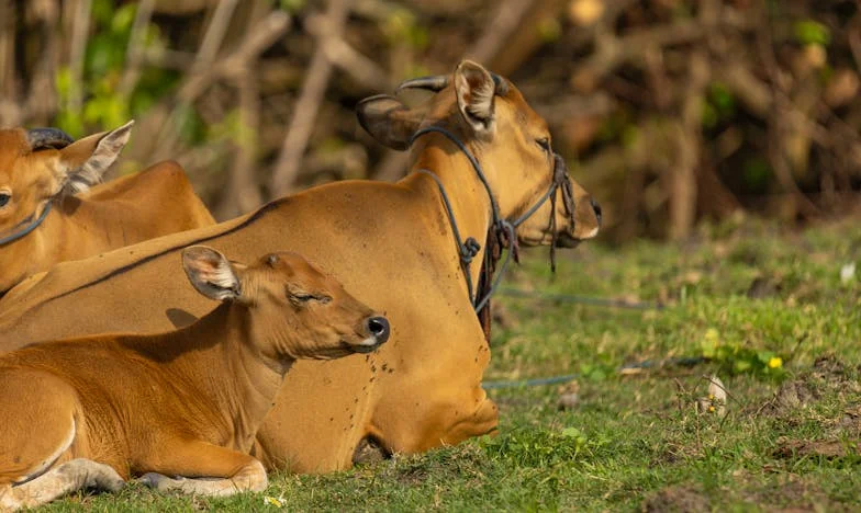 Zahrada, která nás znovu spojila: Příběh o odpuštění mezi matkou a dcerou