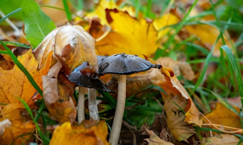 Bezdomovectví srdce: Příběh Tomáše, chlapce opuštěného v české porodnici