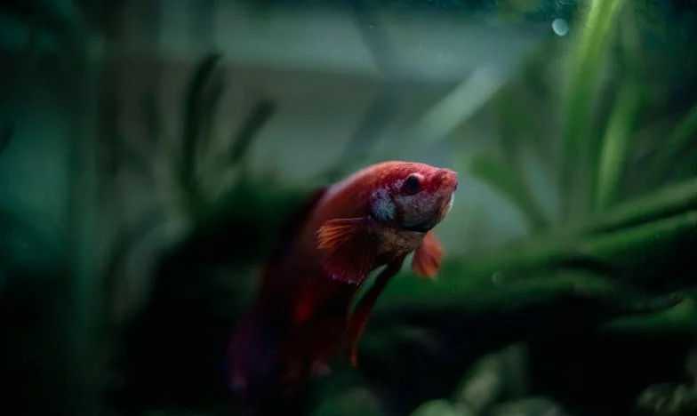 Den, kdy se mi zlomilo srdce: Matka, syn a nevyřčená pravda