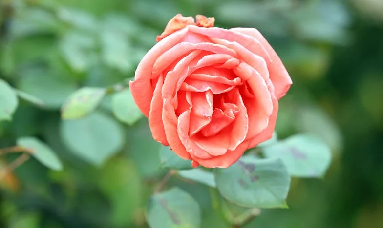 Dopis, který nikdy neodešel: Tajemství mojí maminky