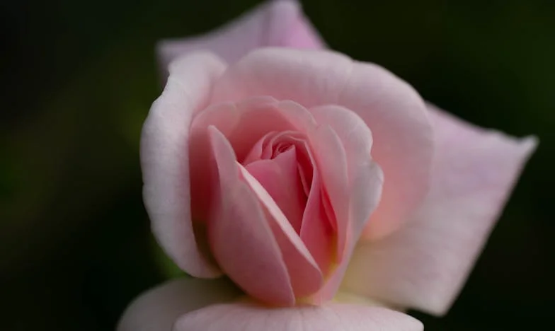 Fotografie, které změnily můj život: Pravda mezi řádky manželství