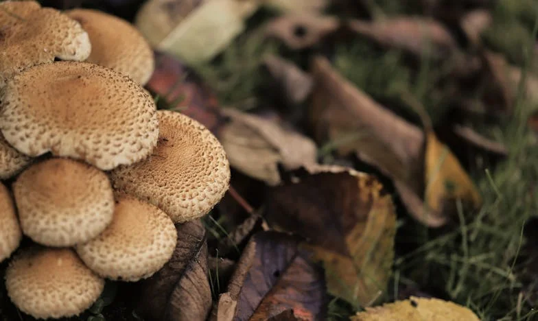 Hořká pravda v den svatby: Jeden telefon, který změnil všechno