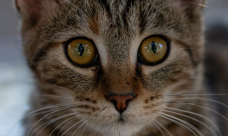 Ještě jedna místnost pro tchyni: Dům, boj a hranice lásky