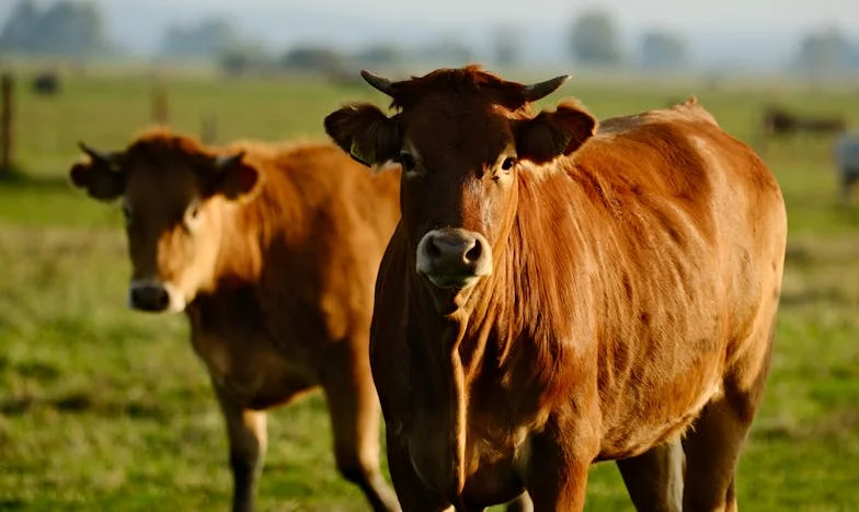Mezi dvěma ohni: Odkaz, který rozdělil naši rodinu