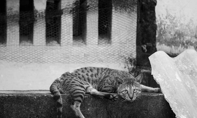 Mezi dvěma světy: Láska přes obrazovku a hořký konec