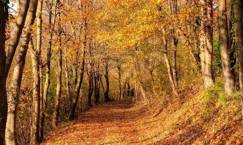 Mezi povinností a bolestí: Příběh dcery, která nikdy nepoznala mateřskou lásku
