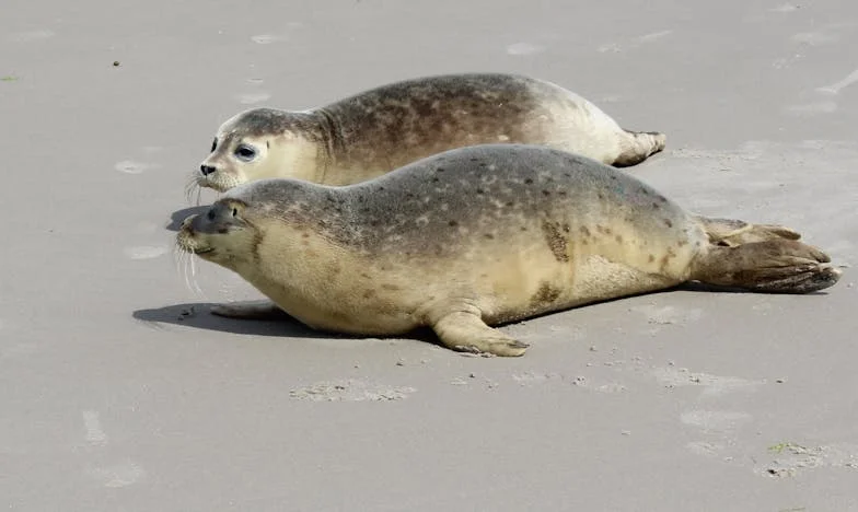 Mlčení, které bolí: Příběh o tichu v české rodině
