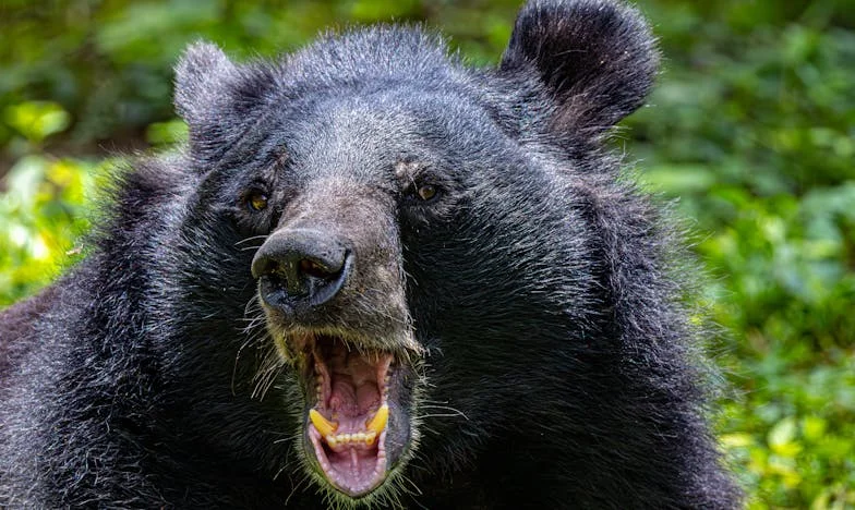 Můj syn se oženil v cizině a nepozval nás: Dá se ještě zachránit rodina po takové zradě?