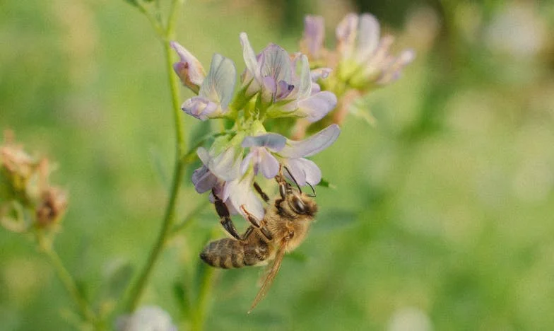 Nečekaný host: Bratrův návrat, který roztrhl naši rodinu