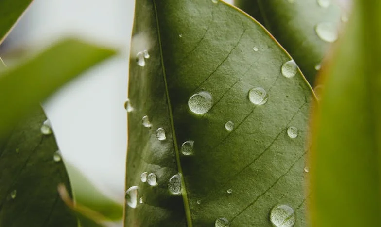 Oči ztraceného sestřenství: Příběh přátelství, násilí a druhé šance