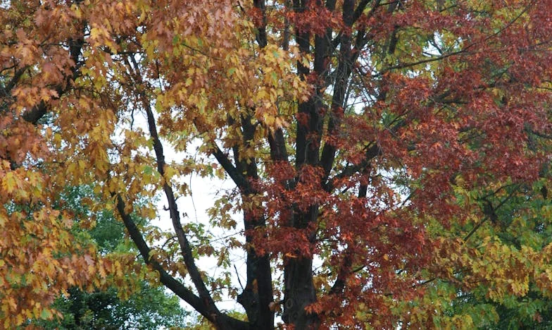 Odešel v devátém měsíci těhotenství. Po třech letech se vrátil a prosil o odpuštění...