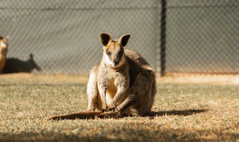 Proč ona a ne já? Příběh o nespravedlnosti v rodině Novotných