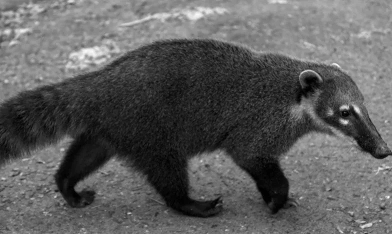 Slzy na dlažbě: Příběh ztraceného štěstí