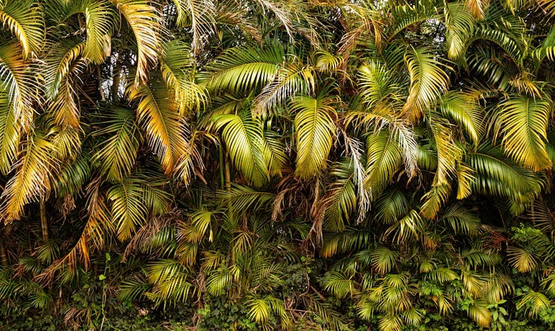 Všechno začalo jedním kýblem přezrálých rajčat: Den, kdy se naše rodina změnila