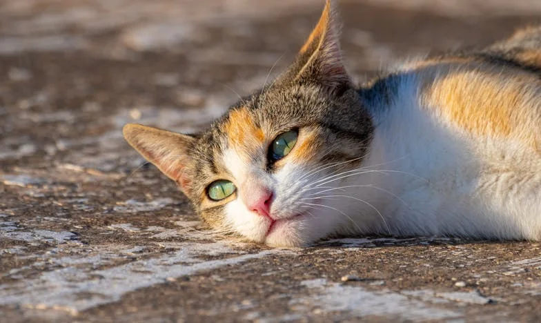 Vzala nám i rychlovarnou konvici: Můj boj s tchyní, která mi chtěla vzít všechno