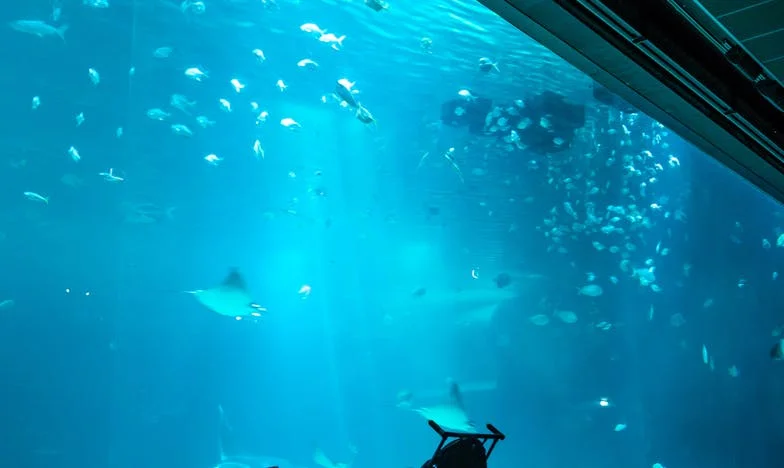 Zapomenutý hlas: Příběh o snech, mlčení a rodině