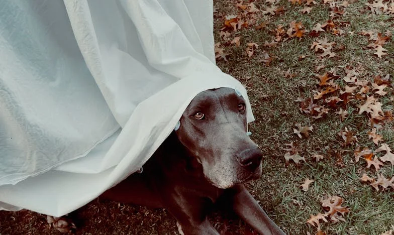 Zrada v rodině: Když matka odkázala vše mému bratrovi