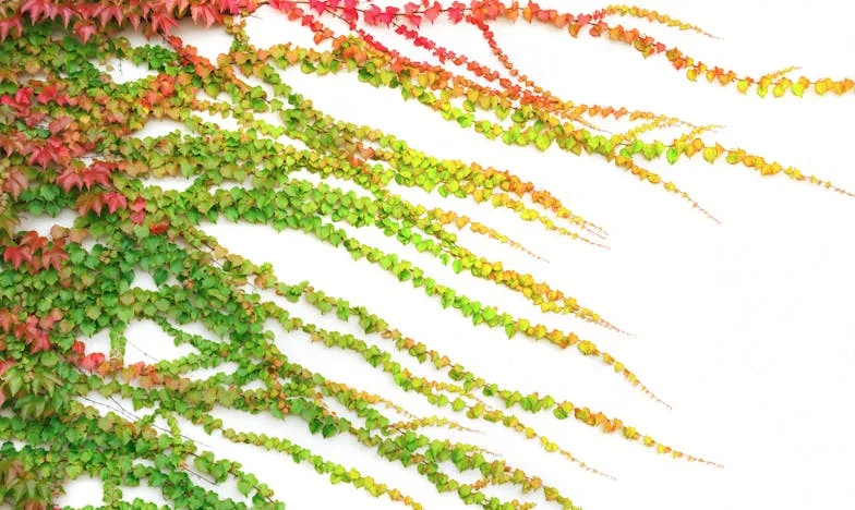 Ztratil jsem zdraví, ale ne vás: Příběh o rodině, hrdosti a vykoupení