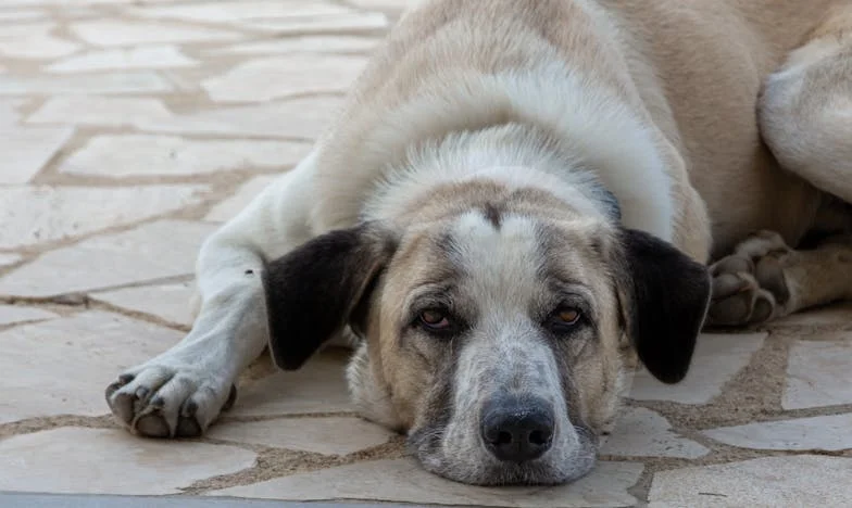 Bratr, který se mnou už nemluví: Příběh o žárlivosti, rodině a ztracené blízkosti