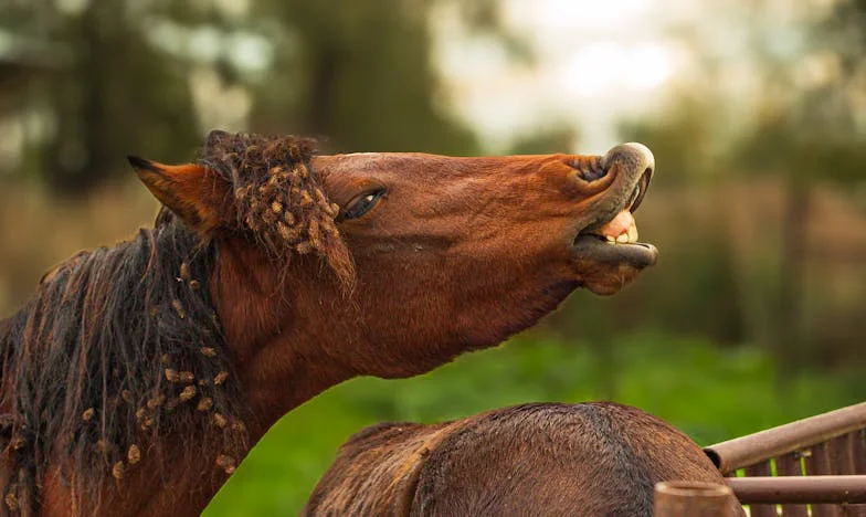 „Budu mít tolik dětí, kolik budu chtít!“ – Rodinná bouře, která nás roztrhala na kusy