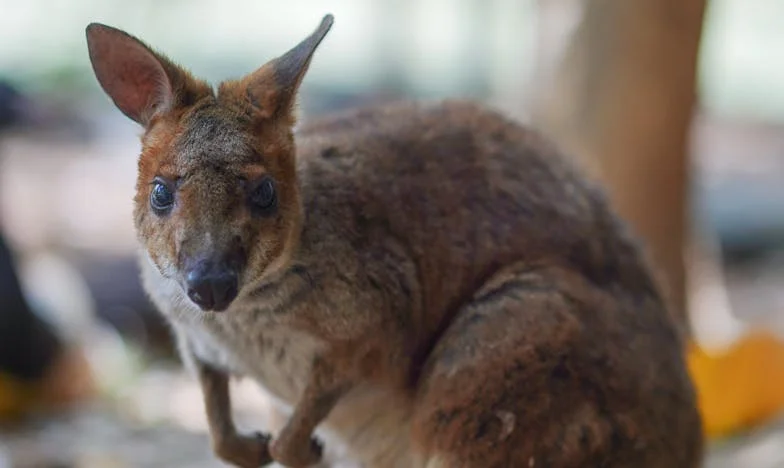 Dopis od maminky: Když minulost zaklepe na dveře