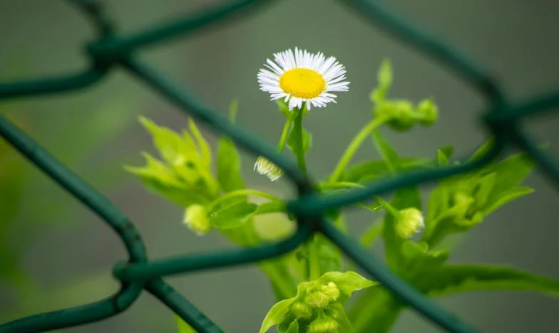 Dům, který nesmí zdědit – Poslední rozhodnutí osamělé ženy