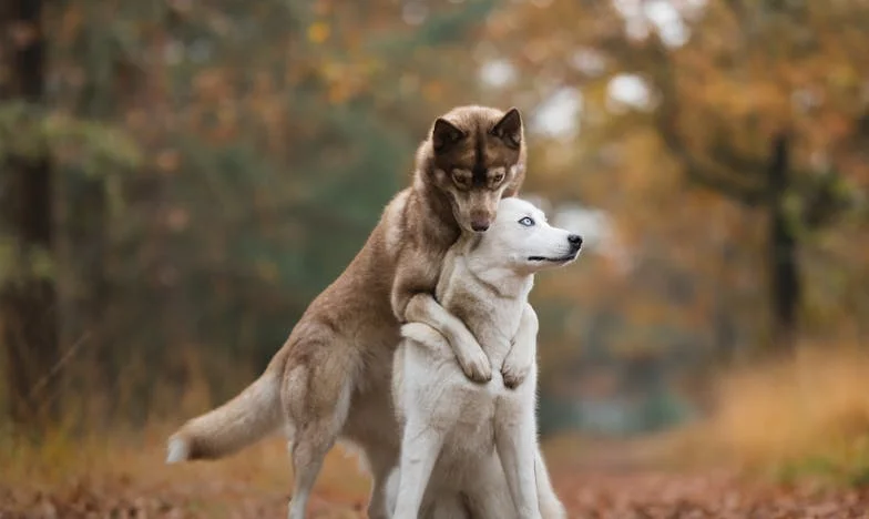 Když rodina svírá: Příběh o penězích, loajalitě a hranicích