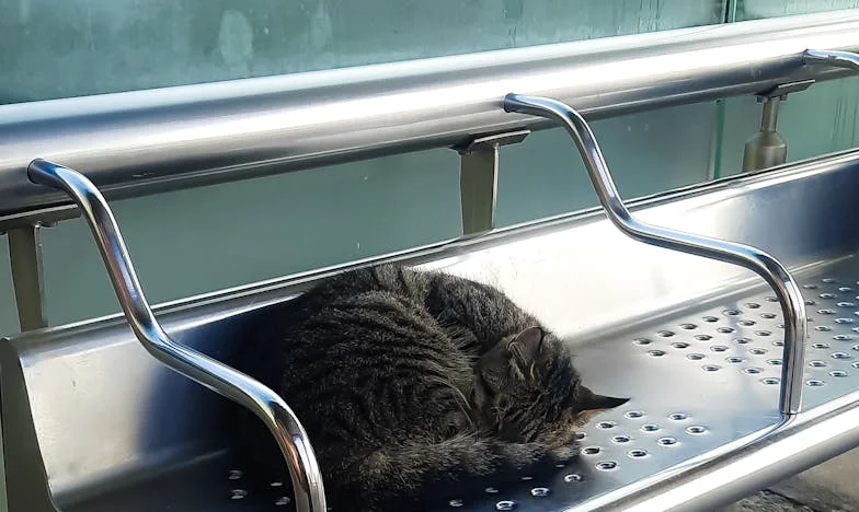 Léto, kdy se všechno změnilo: Příběh jedné rodinné dovolené u Balatonu