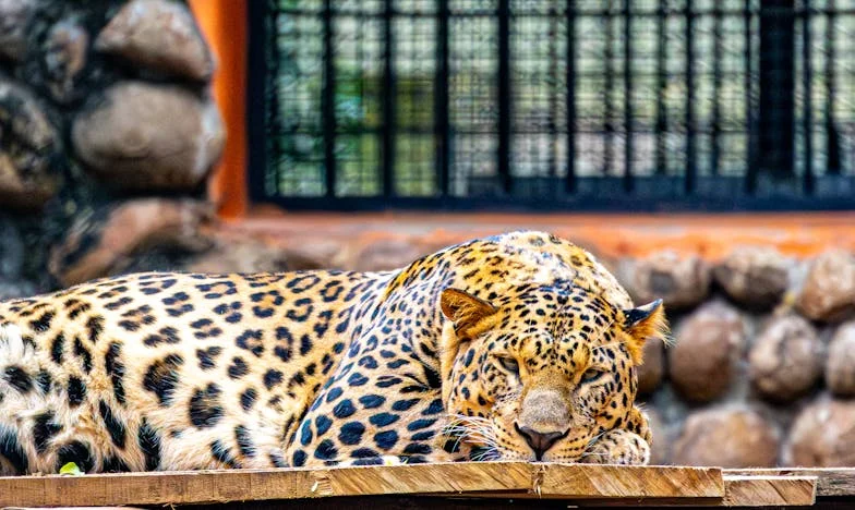 Mezi dvěma domovy: Když tchyně rozhoduje o našem životě