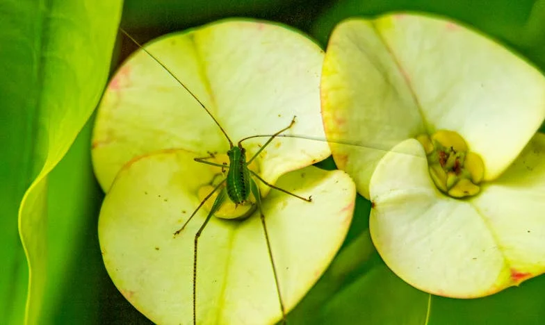 Mezi dvěma světy: Slzy na prahu mého otčíma