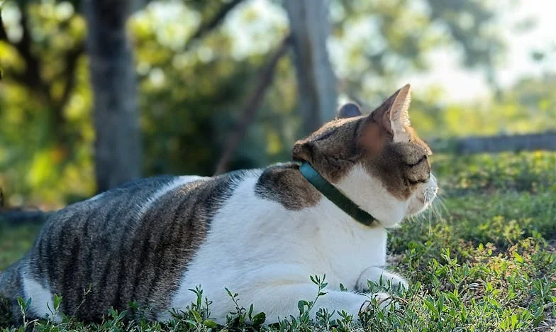 Nečekaný hovor – Přátelství, které změnilo vše