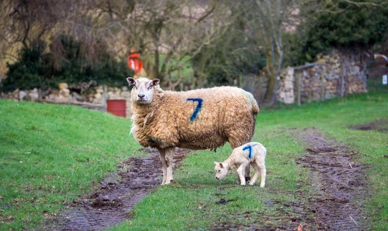Nesmím mít děti. Táta říká, že nejdřív musí vyrůst synovci.