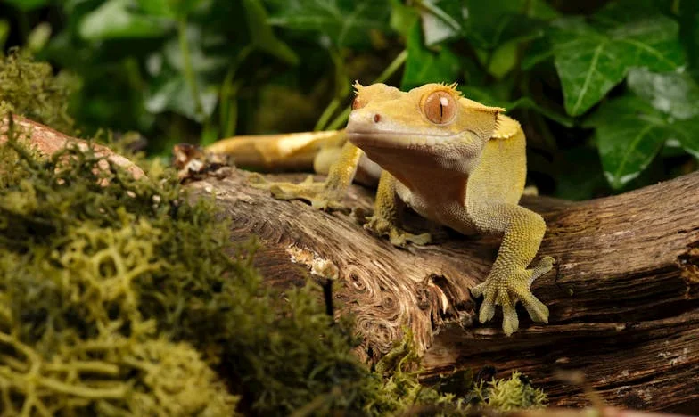 Peněženka Karla a moje vězení: Příběh manželství bez svobody