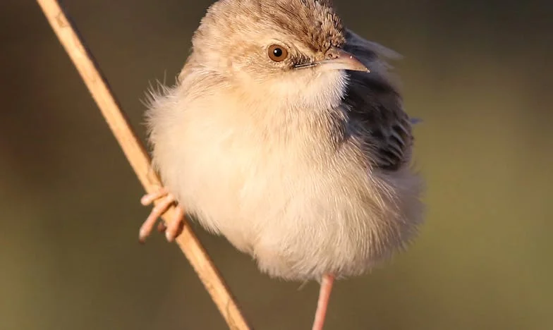 Sedmdesátiletá samota: Hledání štěstí v prázdném bytě na pražském sídlišti