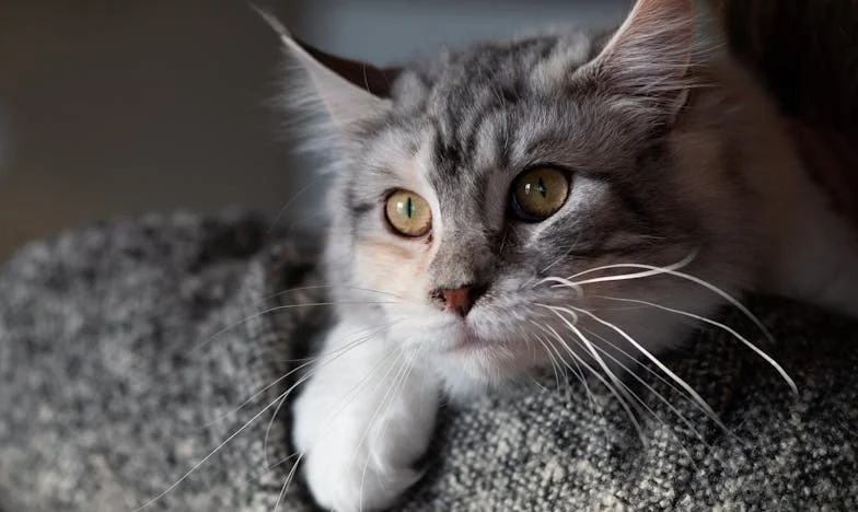 Cena za jistotu: Dětství v sevření šetření