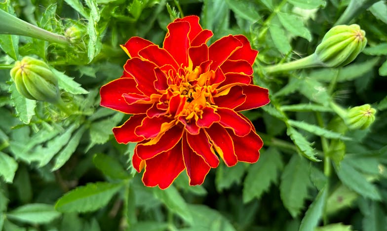 Dům rozdělený: Cena pýchy a předsudků