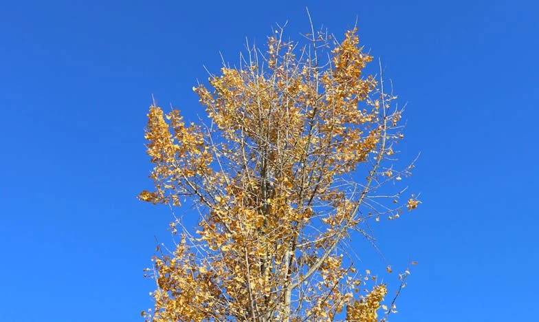 Důvěra, která zabíjí: Příběh o jedu v čaji a rodinné zradě