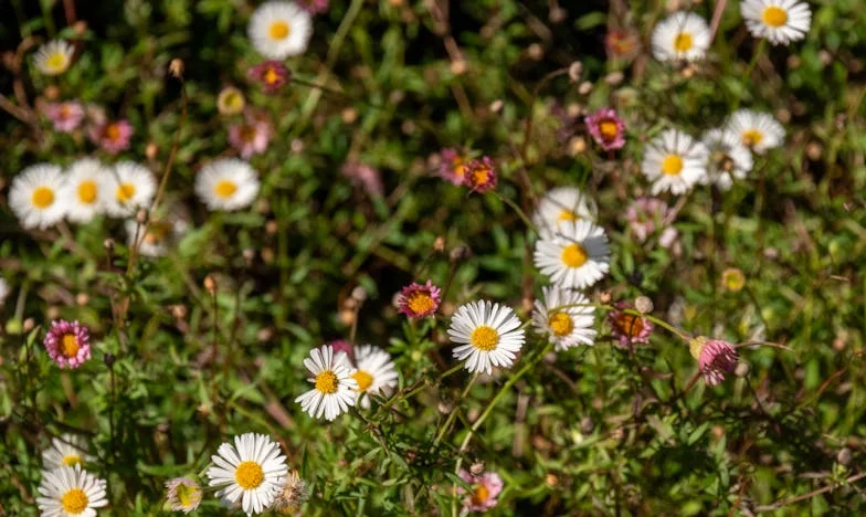 Když mi vnuk řekl: „Až dostaneš důchod, zůstanu s tebou“ – Příběh Anny z malého českého města