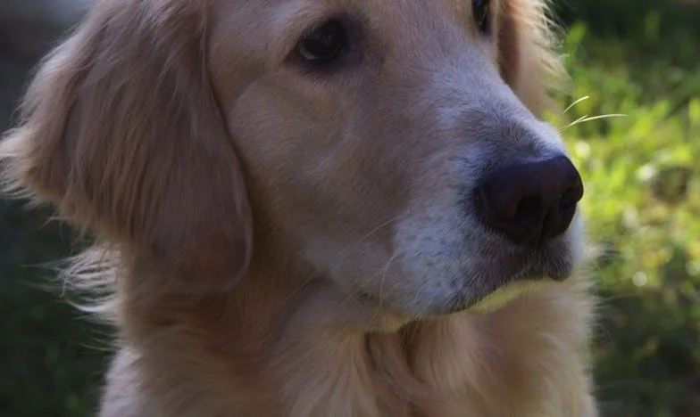 Když rodina praská: Příběh české tchyně