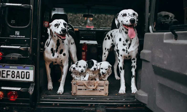 Když zvonek zazvoní bez varování: Příběh o hranicích a rodině