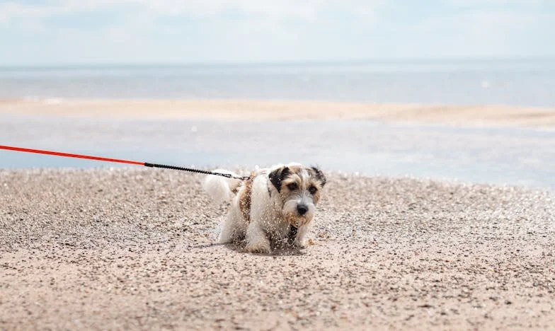 Nepozvaná: Příběh o odpuštění a nepochopení